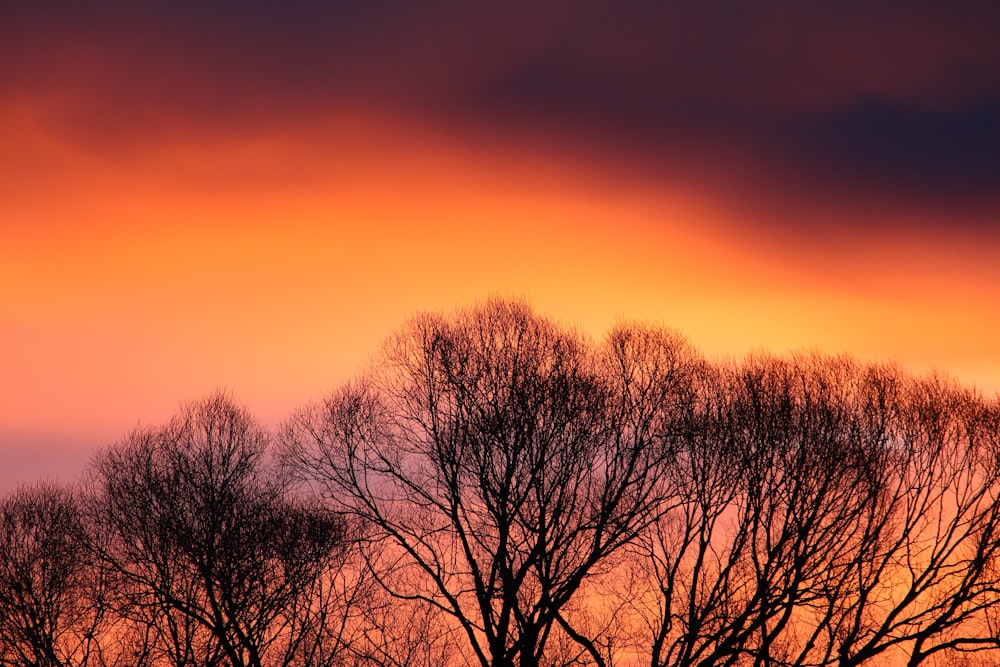 bare trees under orange sky