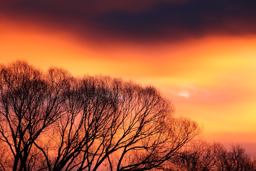 silhouette of bare trees during sunset