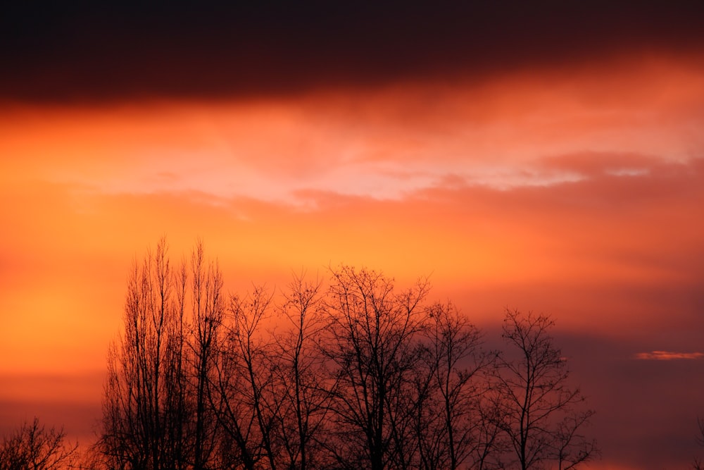 silhouette photo of leafless trees