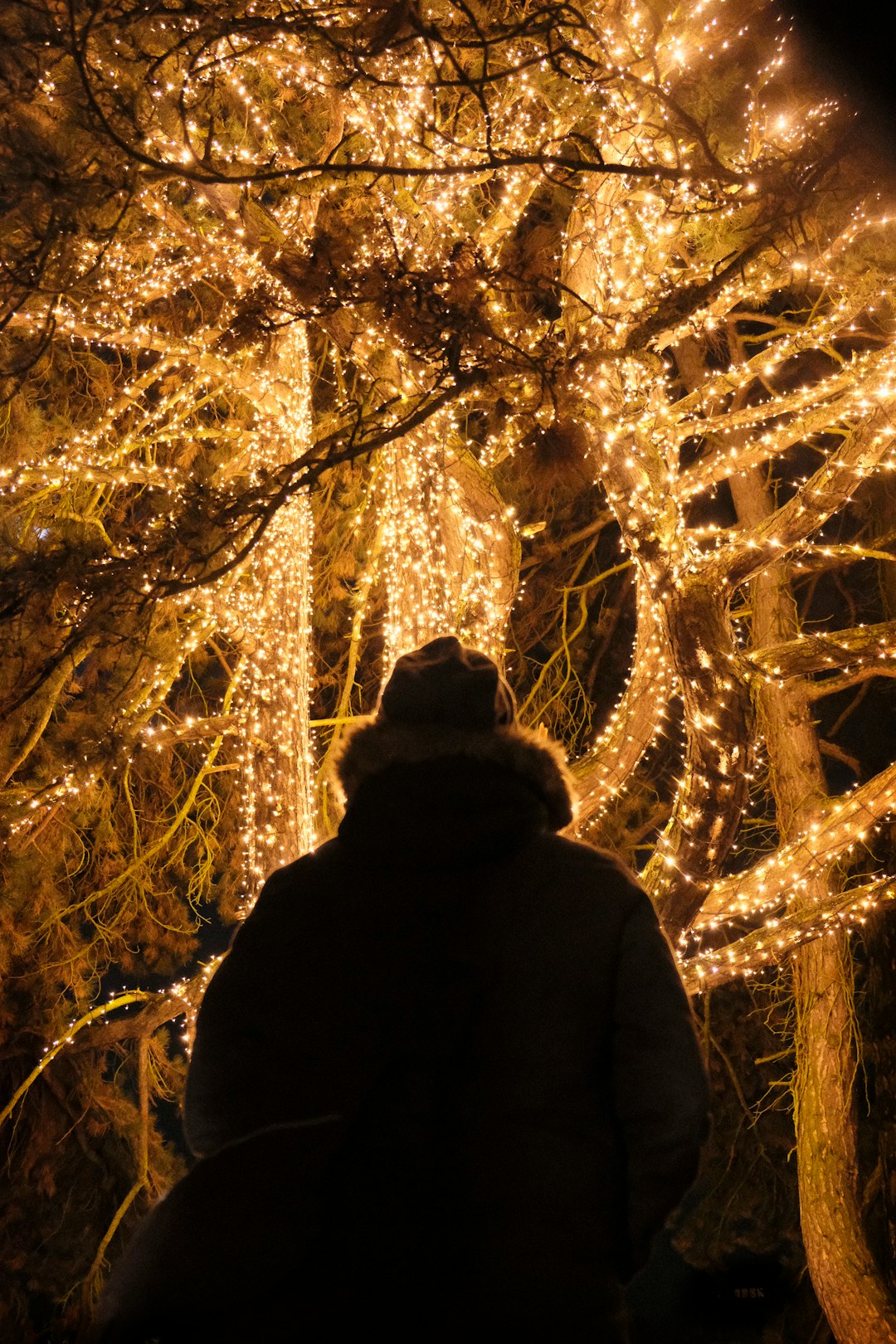 Forest photo spot Botanical Garden and Botanical Museum Charlottenburg