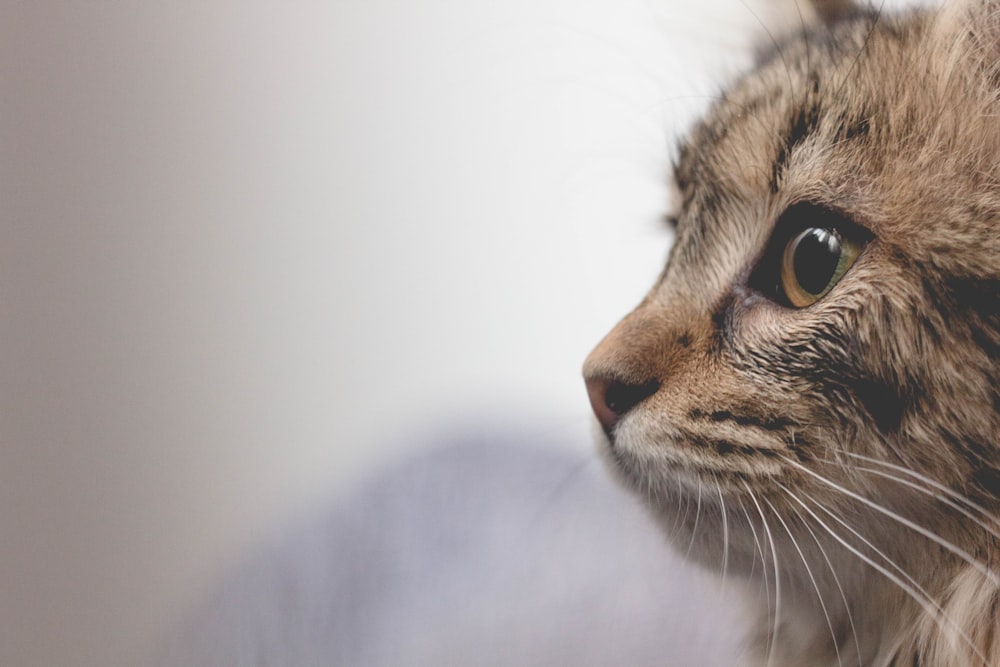 Foto de enfoque selectivo de gato atigrado marrón