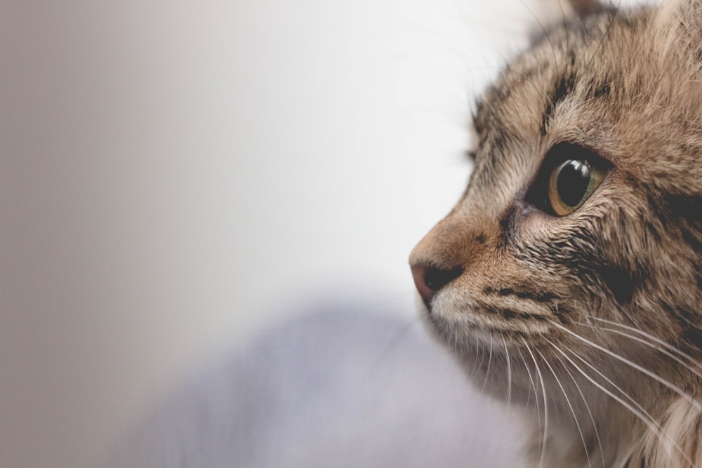 Foto de foco seletivo do gato tabby marrom