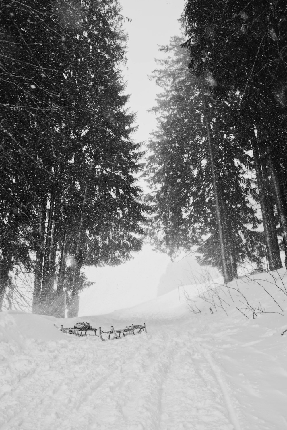 Foto di tempesta di neve nella foresta glaciale