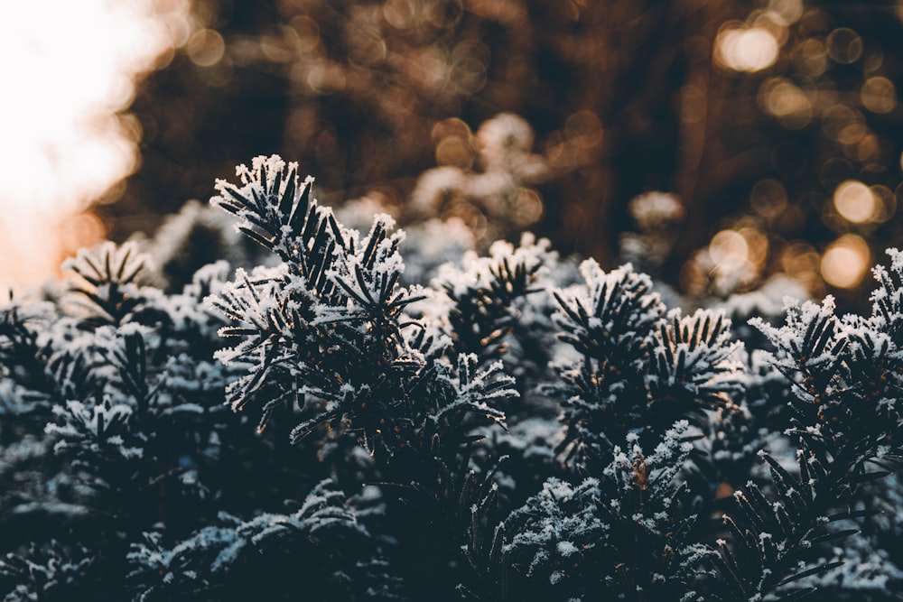 photo en gros plan de plantes à feuilles vertes