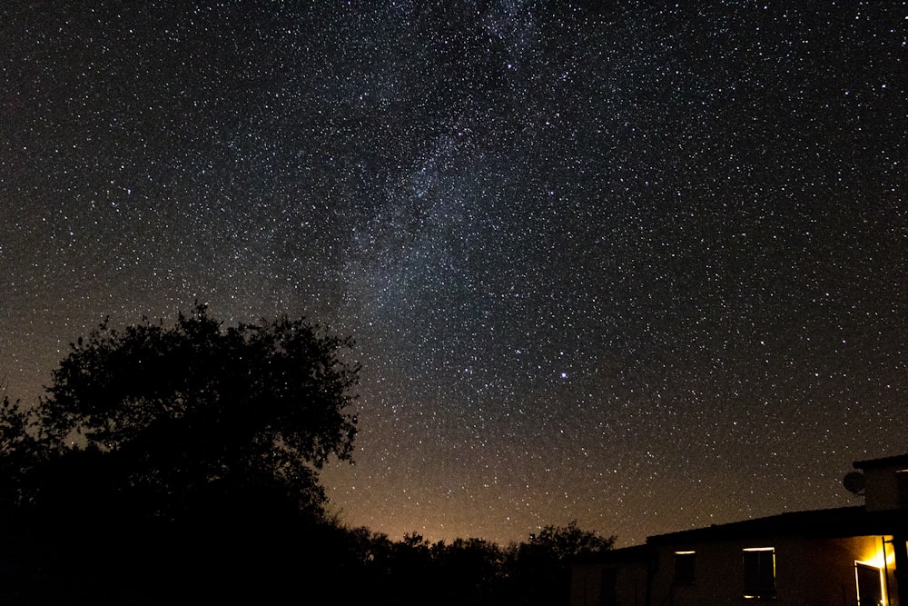 silhouette of tree under sky filled with stars at night time