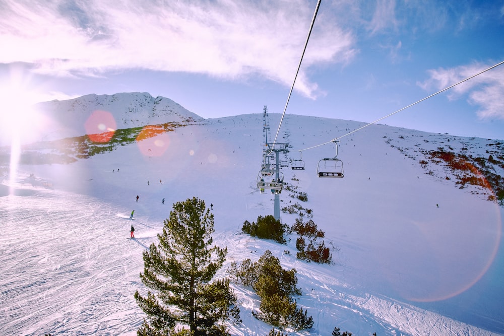 persone sulla neve ricoperta di alberi durante il giorno