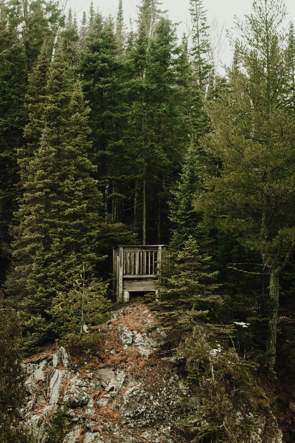 white wooden frame covered in pine trees