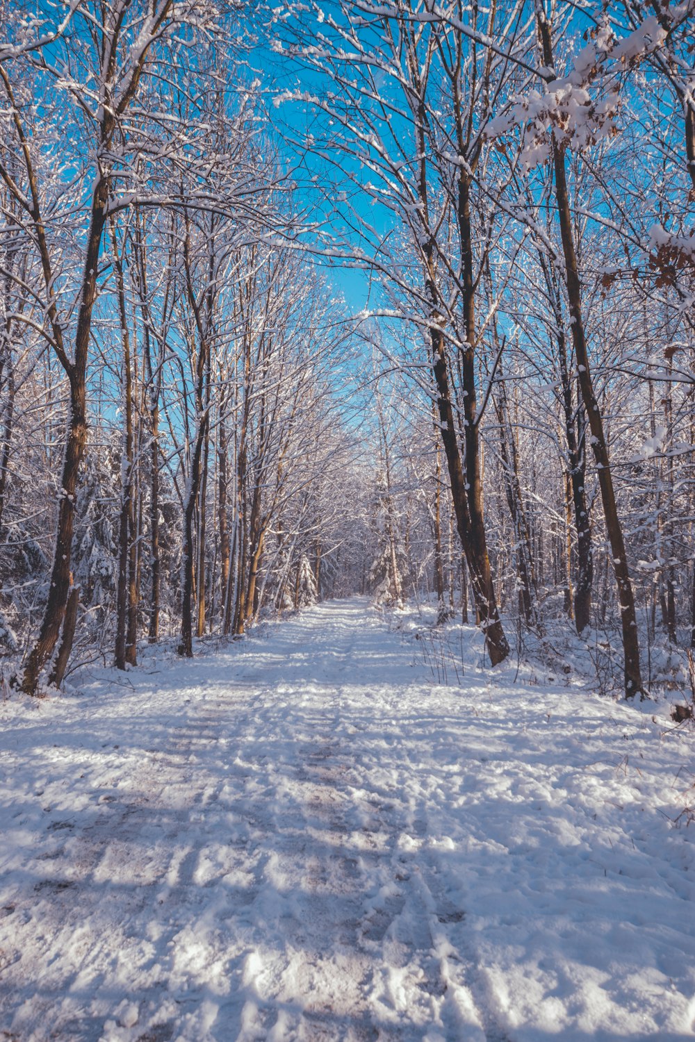 trilhas de neve cercadas por árvores