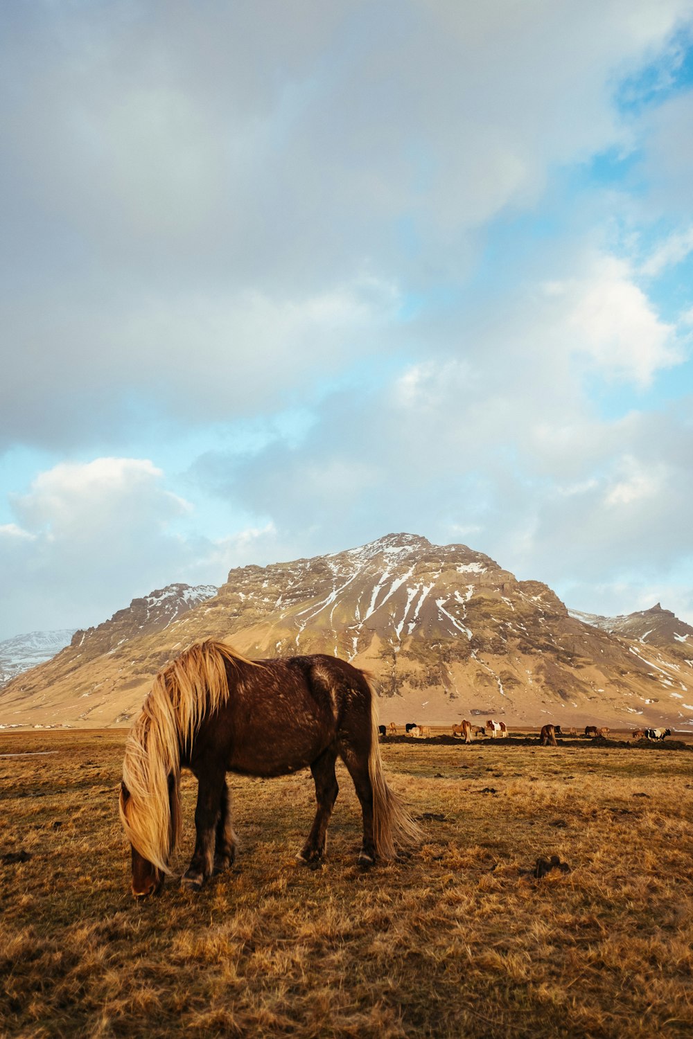 brown horse eating grass