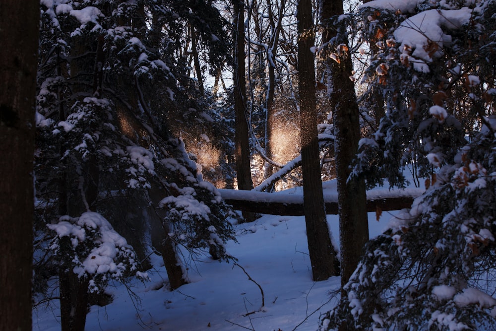 landscape photography of trees covered by snow