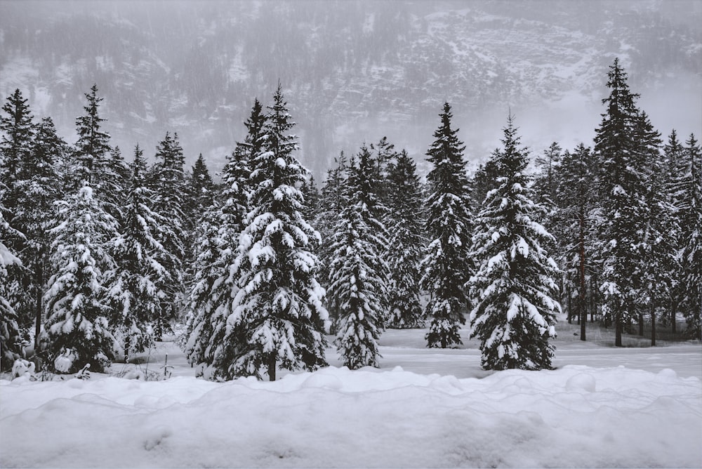 pine trees covered with snow