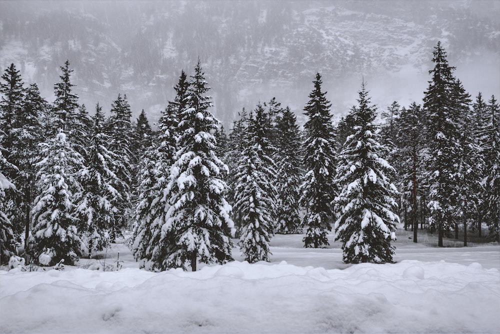 pinheiros cobertos de neve