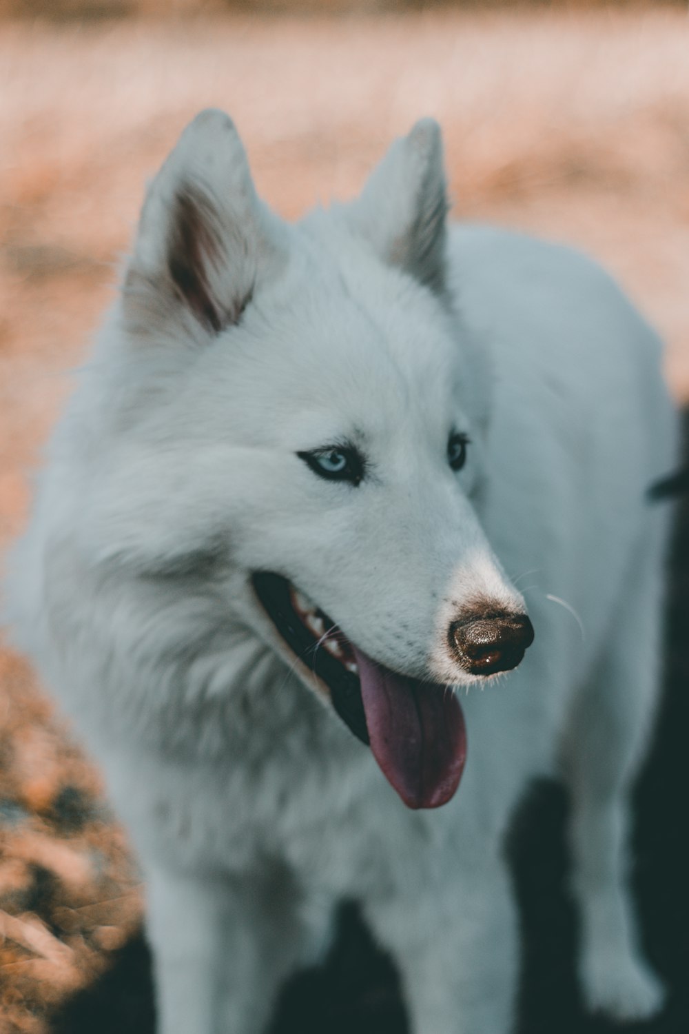 closeup photo of white dog