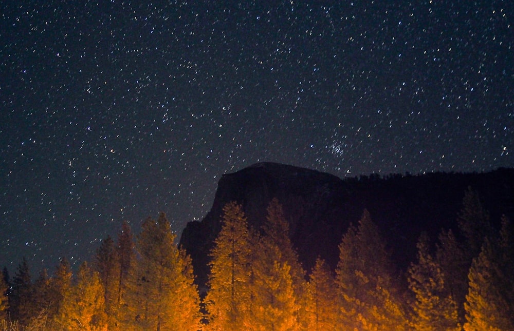 green pine tree under starry night sky