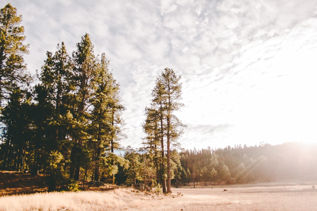 travelers stories about Forest in Coconino National Forest, United States