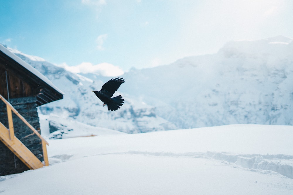 black bird flying on black shed