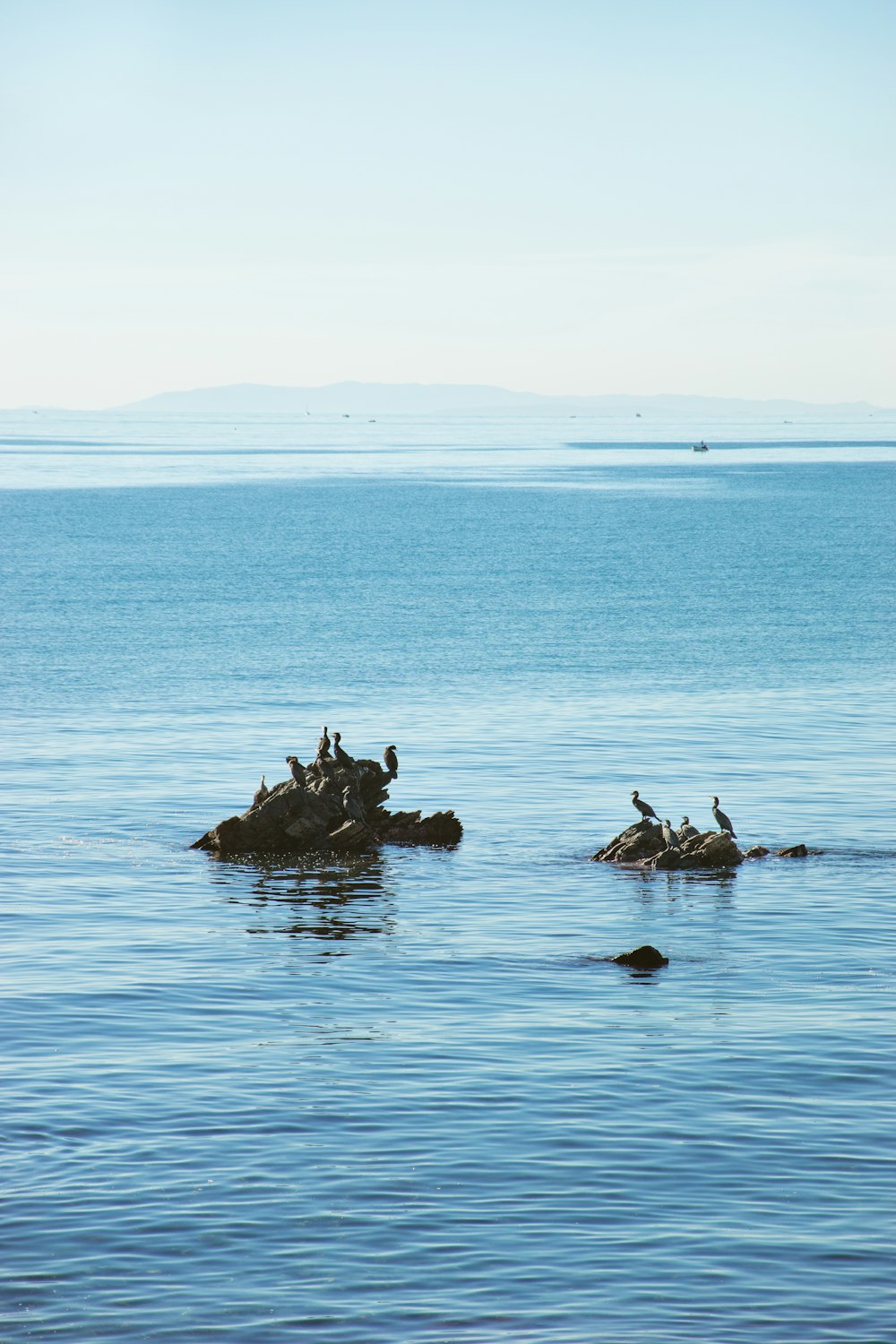 flock of birds perching on rock formation