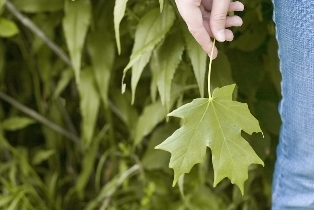 photo of person holding green leaves