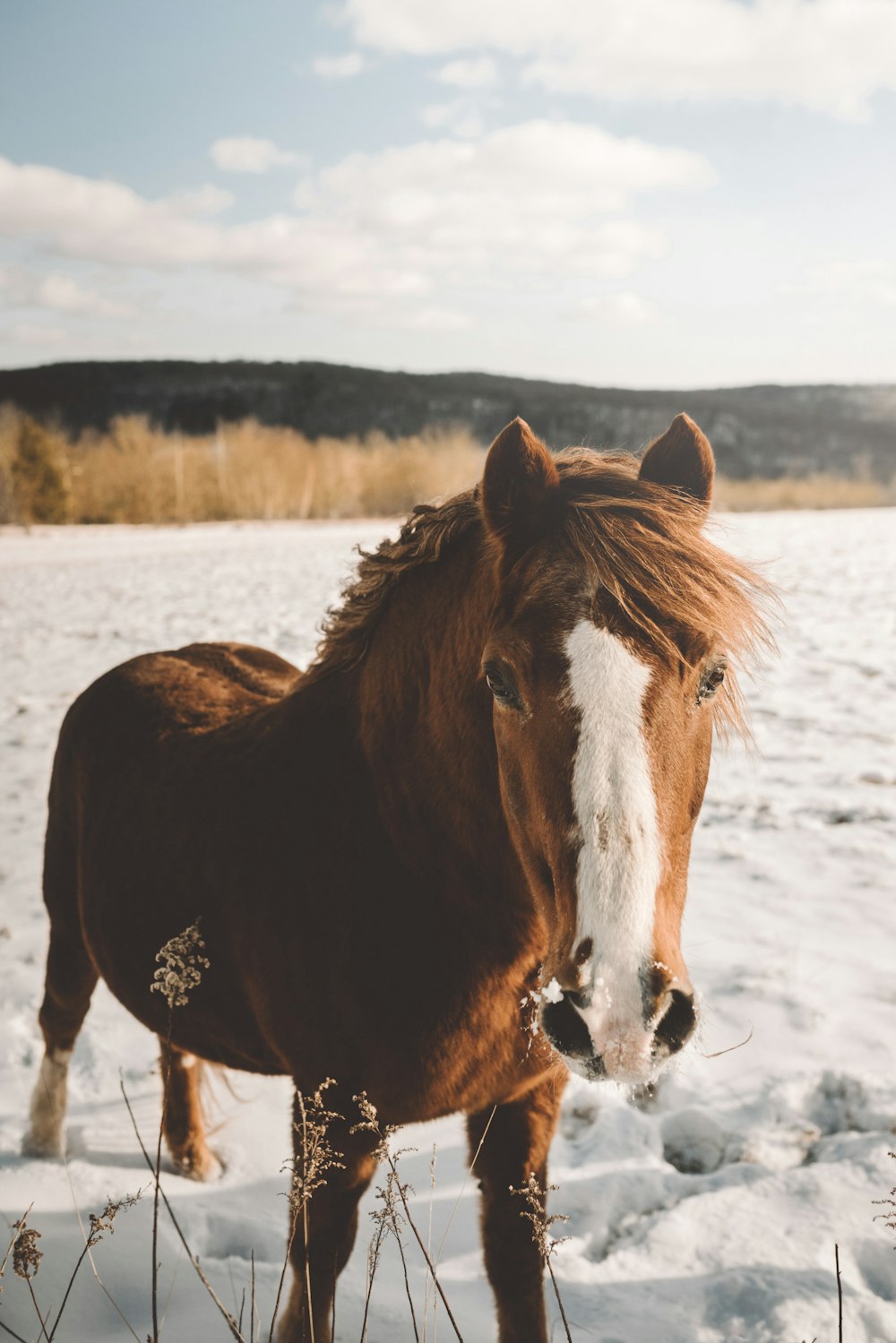 Cavallo marrone e bianco in piedi sulla neve durante il giorno