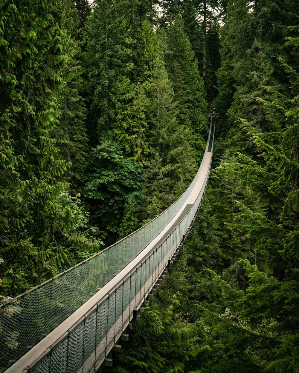 trees between bridge during daytime