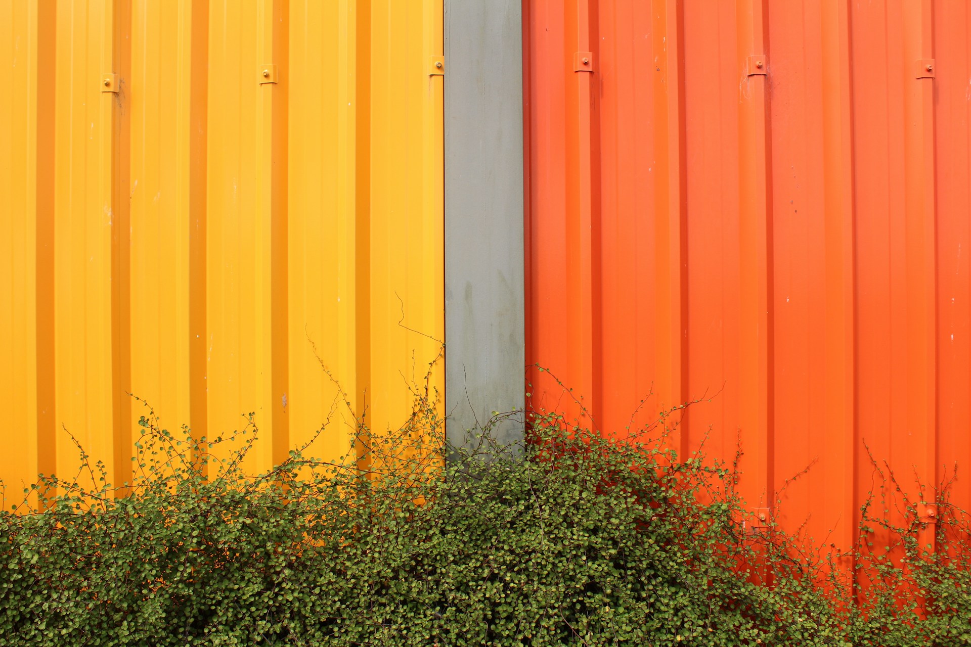 green leafed plant beside wall