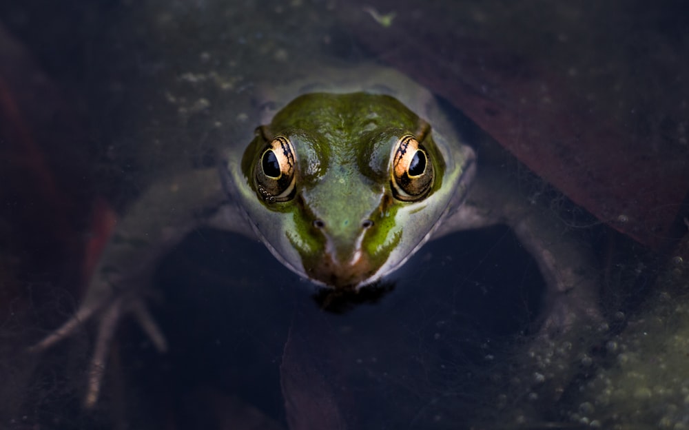 macro photography of green frog
