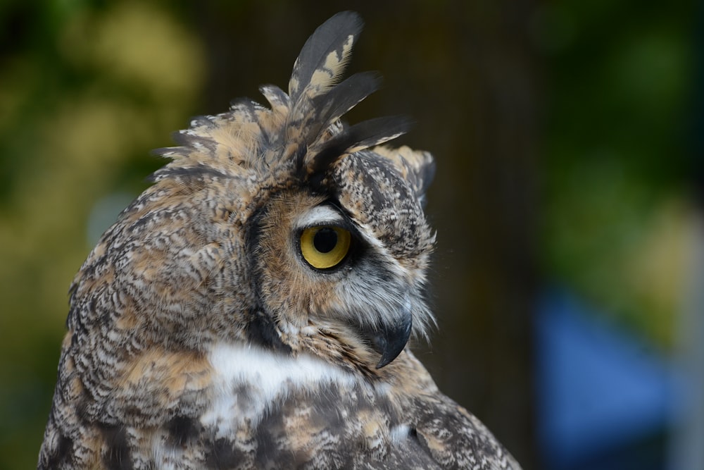 brown and gray owl