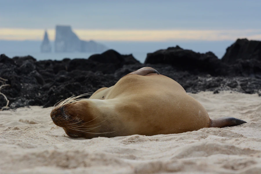 Galápagos — sea lion on the beach