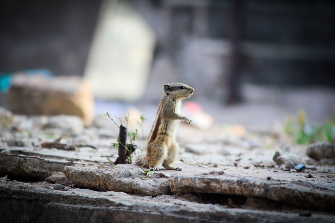 Wildlife photo spot Ahmedabad Gandhinagar