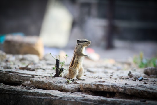 standing squirrel beside green plant during daytime in Ahmedabad India