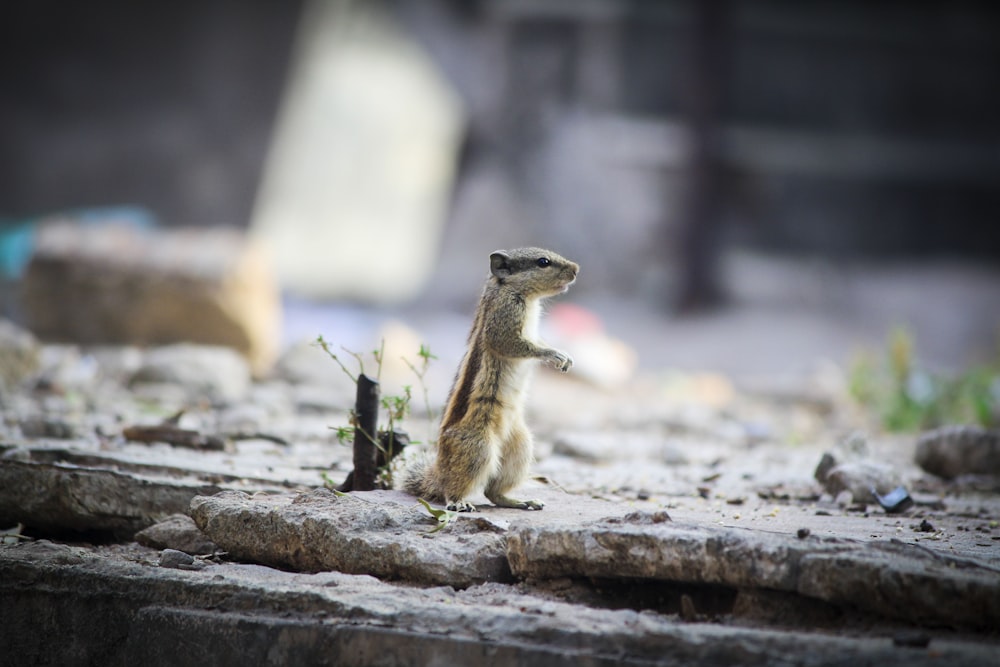 standing squirrel beside green plant during daytime