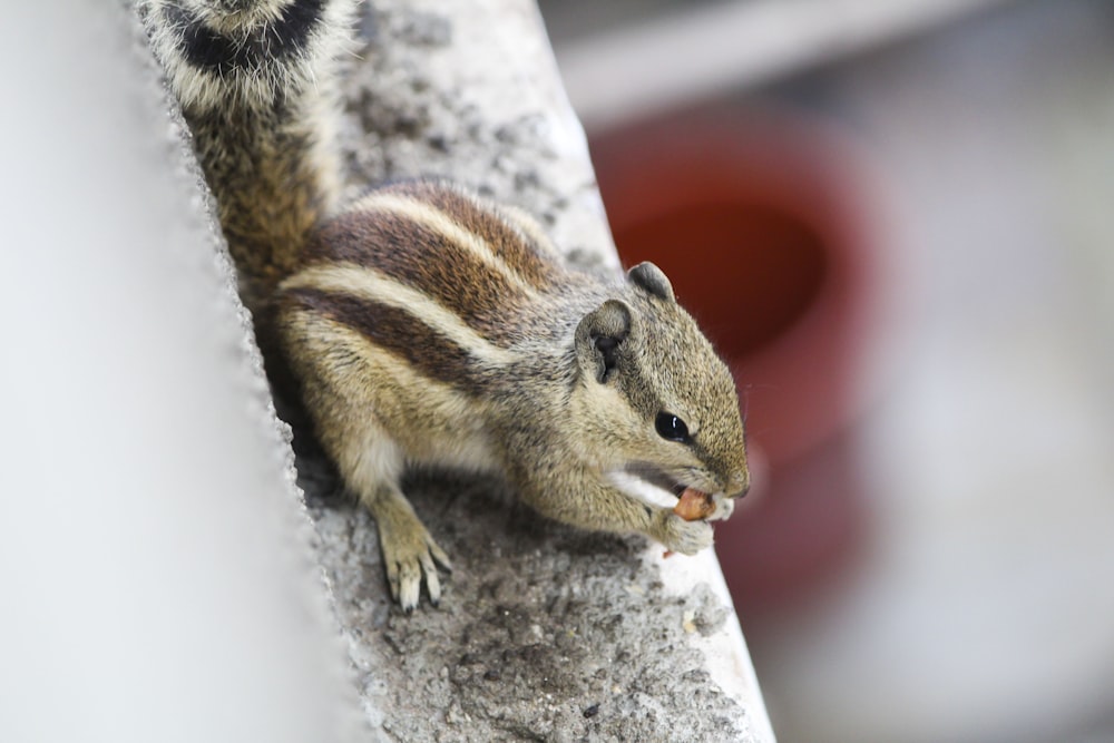 brown and black squirrel eating nut