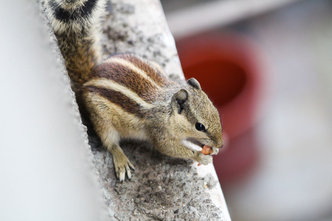 photo of Ahmedabad Wildlife near Hutheesing Jain Temple