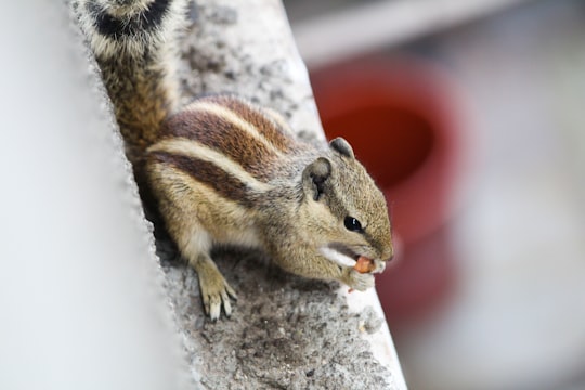 brown and black squirrel eating nut in Ahmedabad India