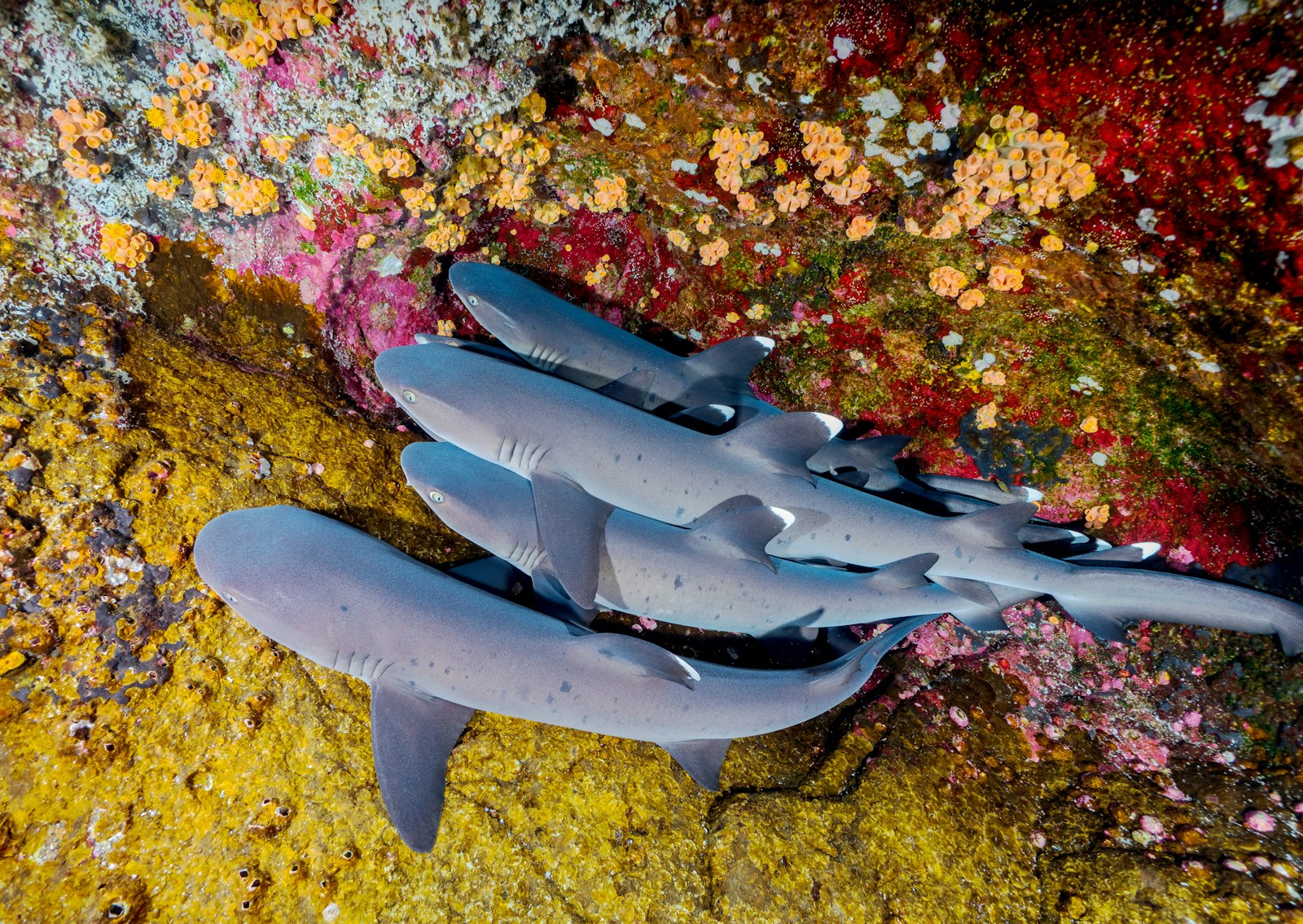 Sony a7R II + Sony Vario-Tessar T* FE 16-35mm F4 ZA OSS sample photo. Four gray sharks photography