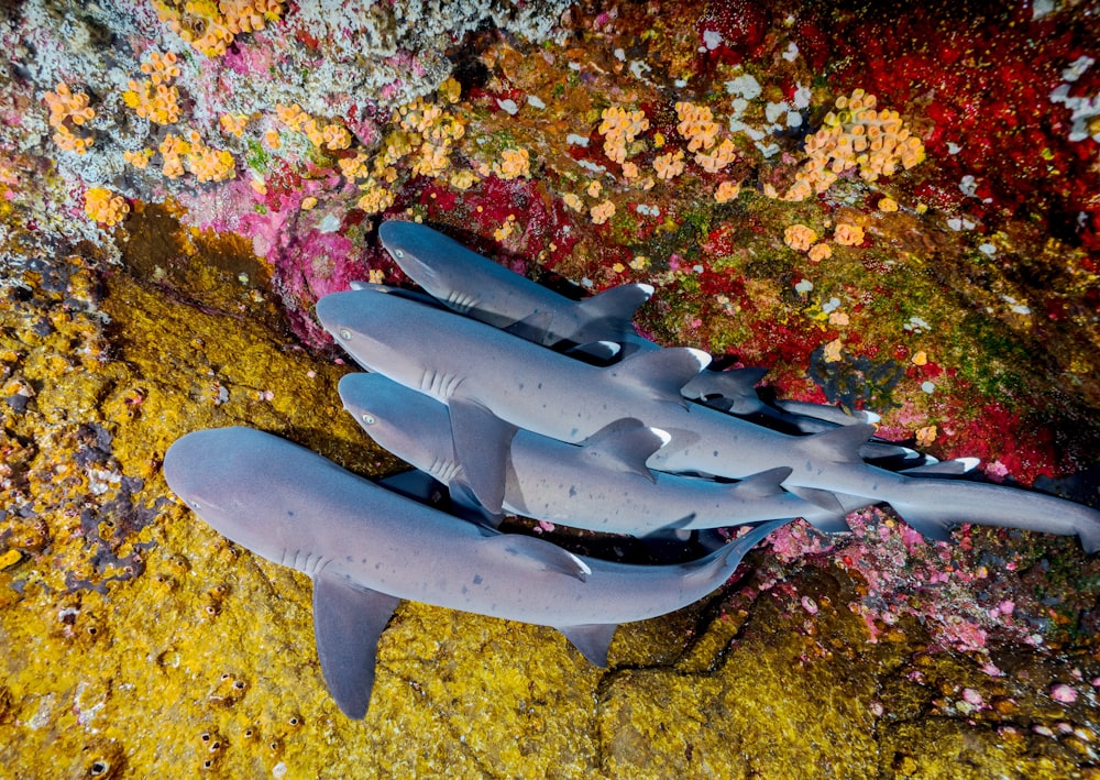 Quatre requins gris