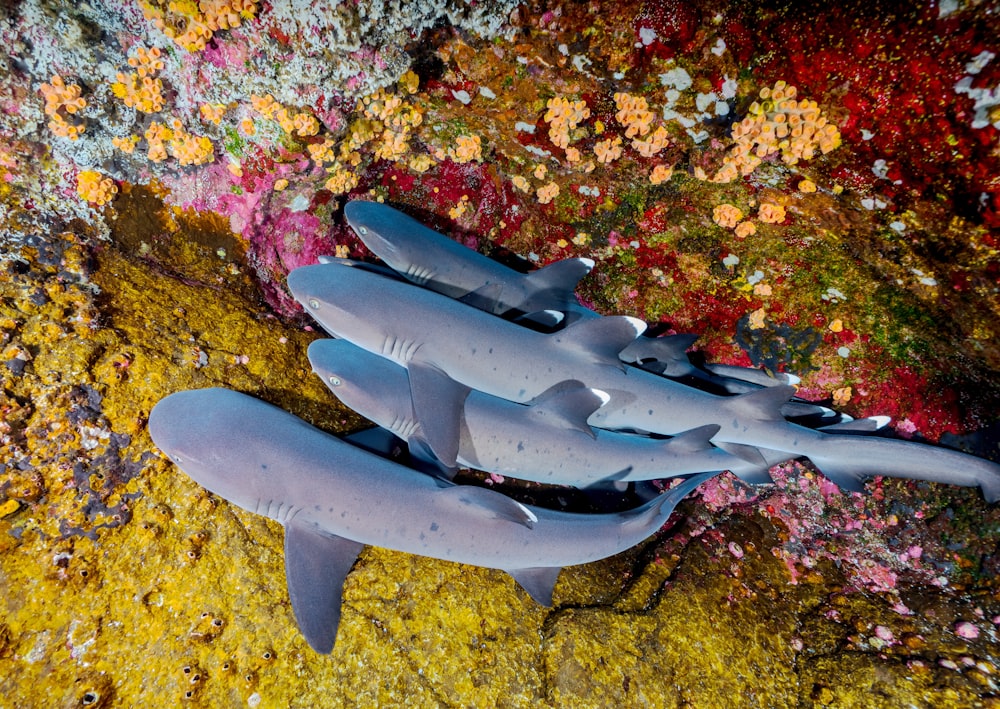 Cuatro tiburones grises