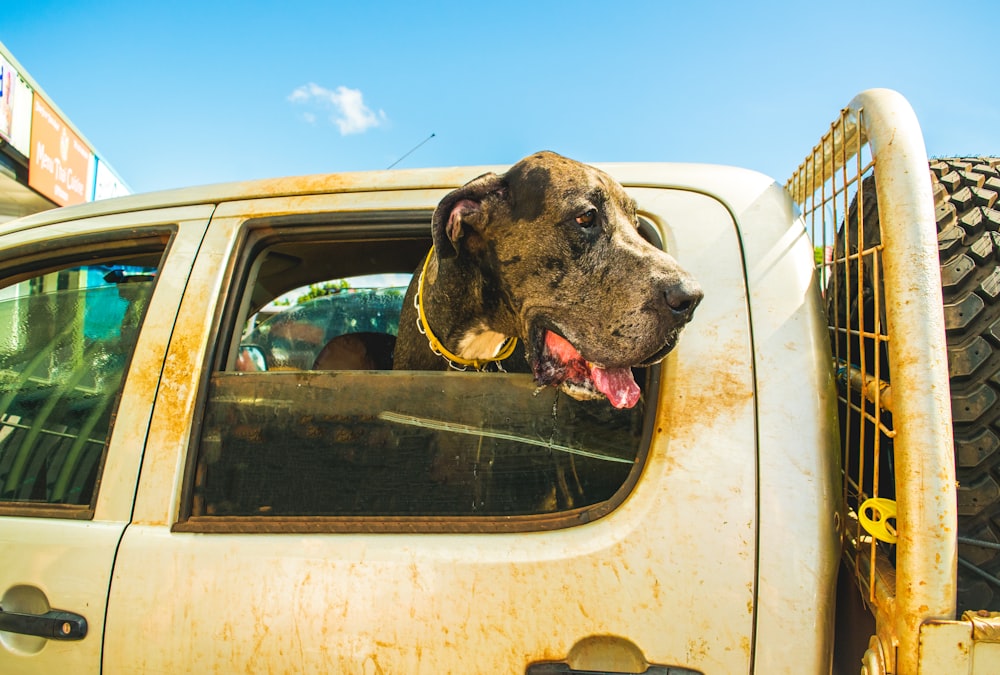 a dog sticking its head out the window of a truck