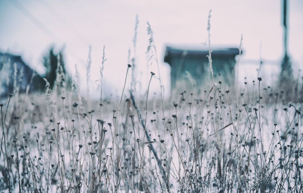 shallow focus photography of wheat plant