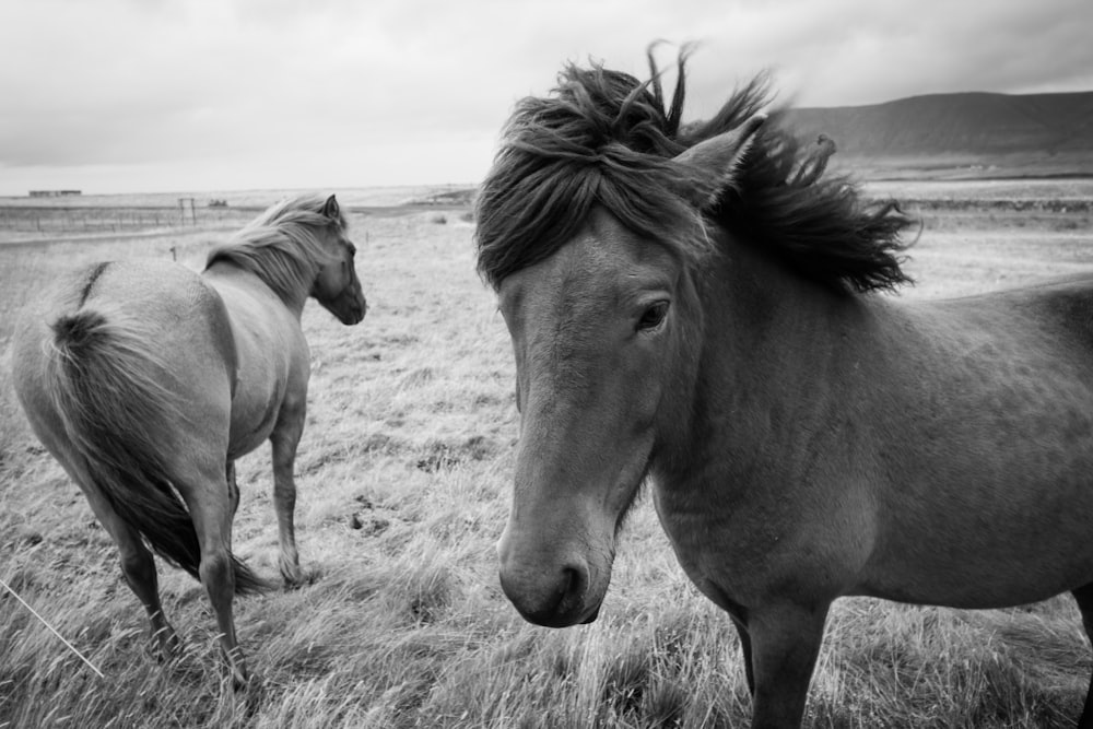 grayscale photography of horses