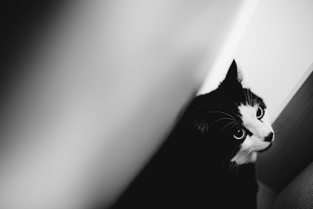 black and white cat standing beside white wall