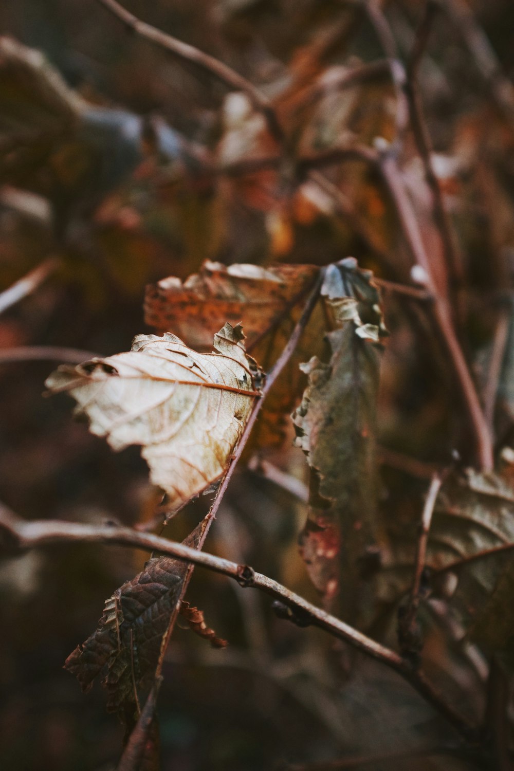 shallow focus photography of brown dried leaves