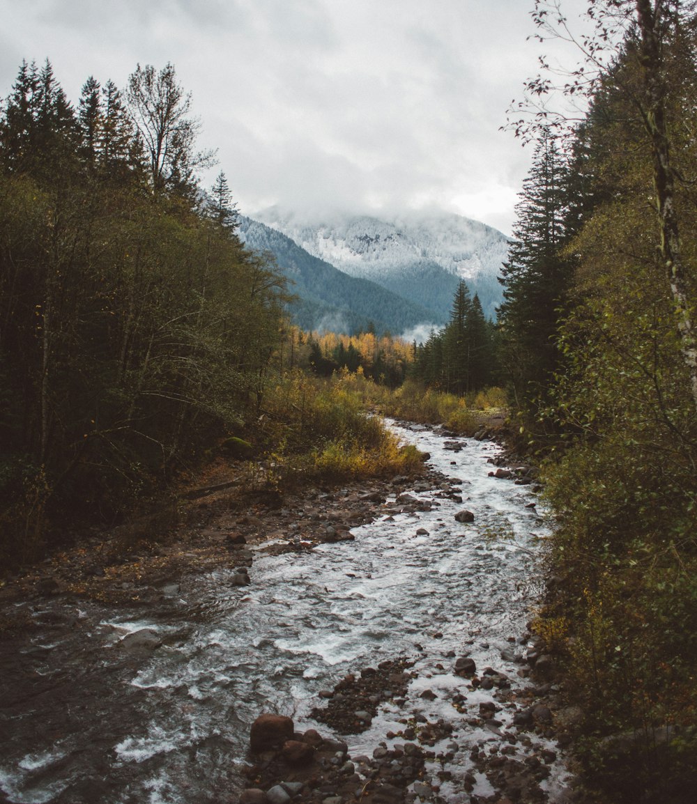 river between green trees during daytime