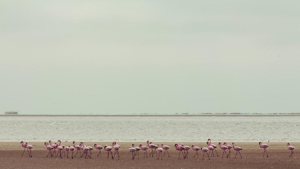 bando de flamingo na praia