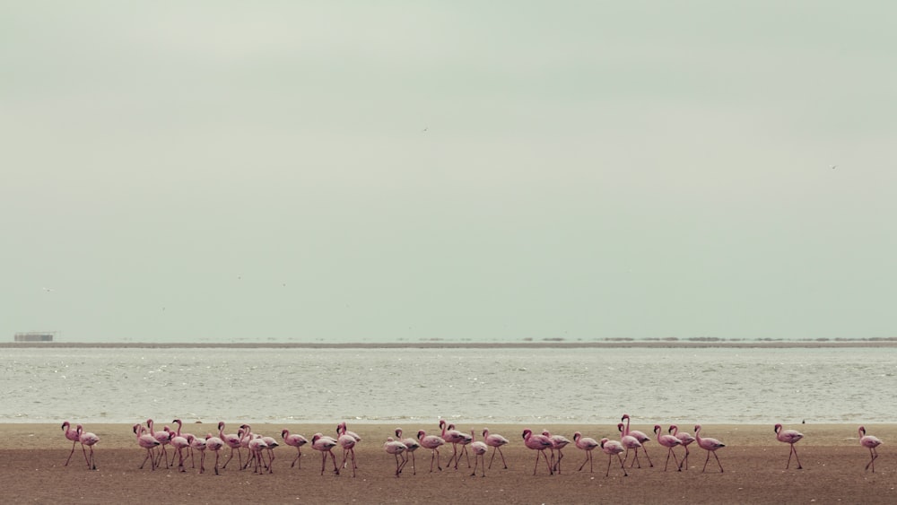 Troupeau de flamants roses à la plage