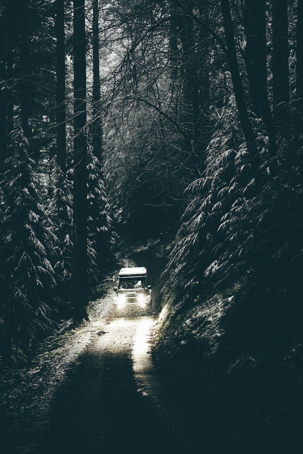 나무 사이의 차량의 회색조 사진