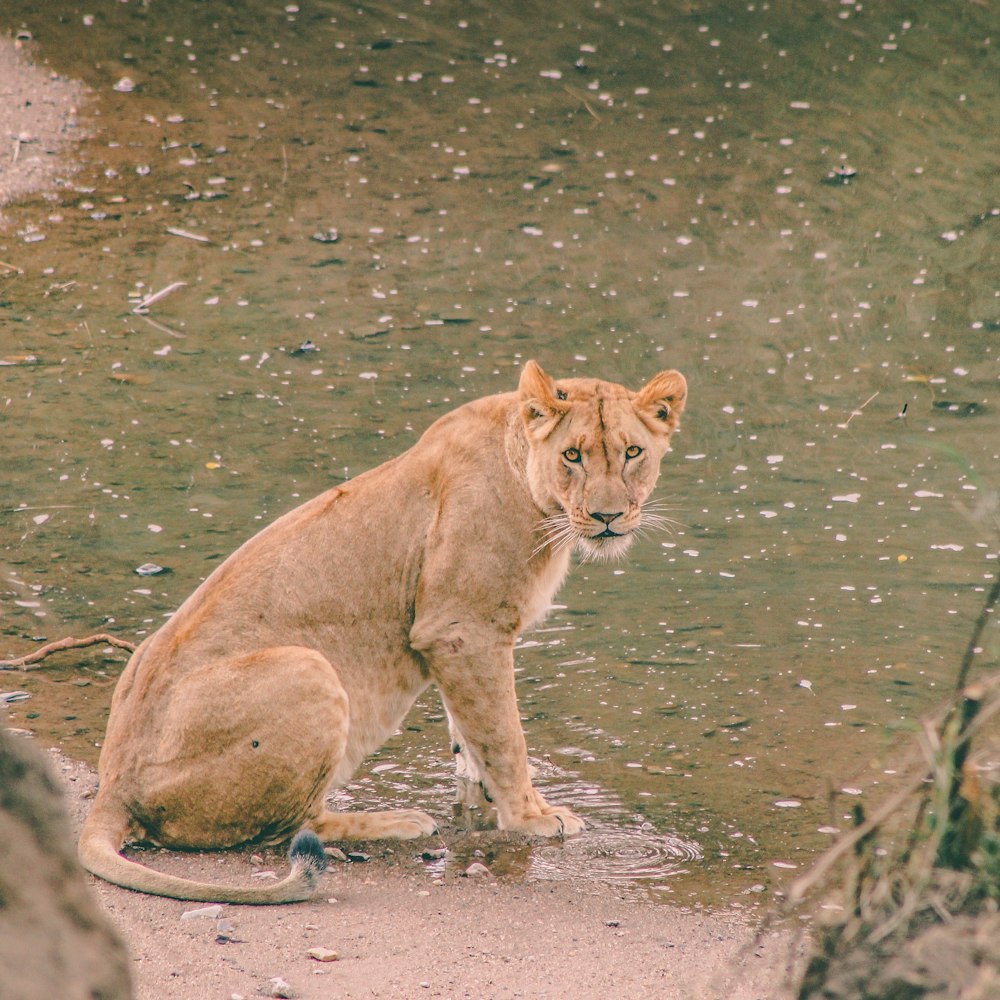 lioness beside body of water
