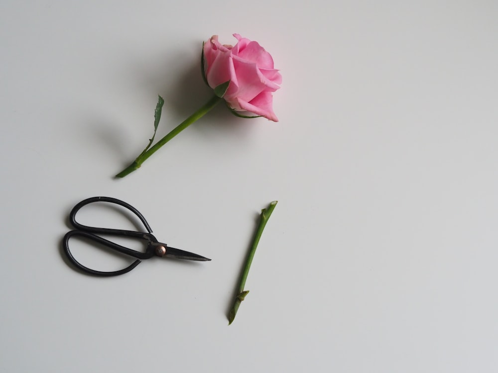 pink rose flower beside black scissor on white surface
