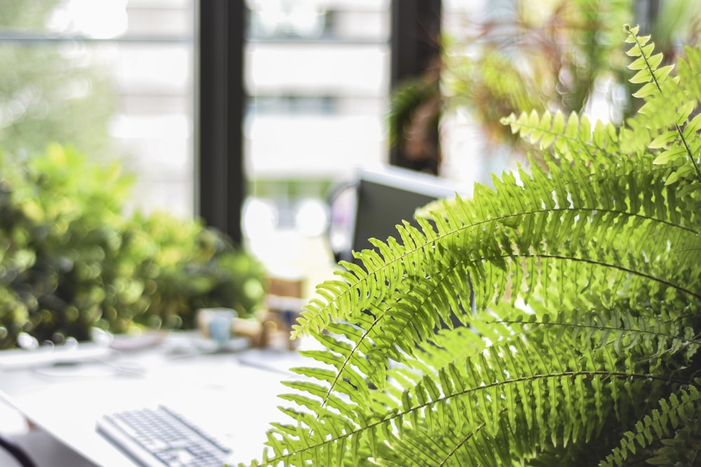 green fern plant close-up photography