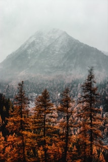 brown pine trees near mountain covered with fog